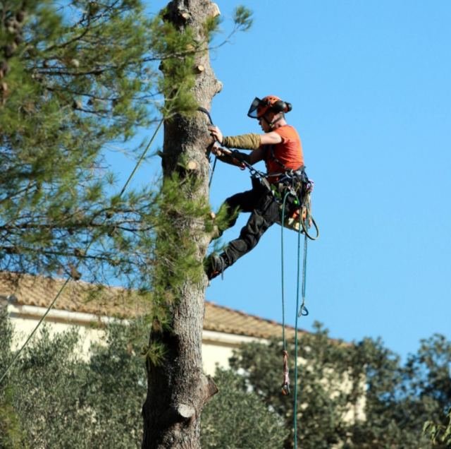 Abattage d'arbres