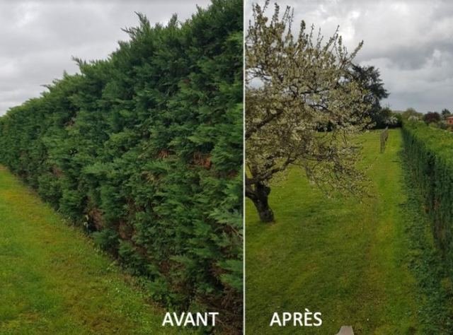 Haie avant et après taille